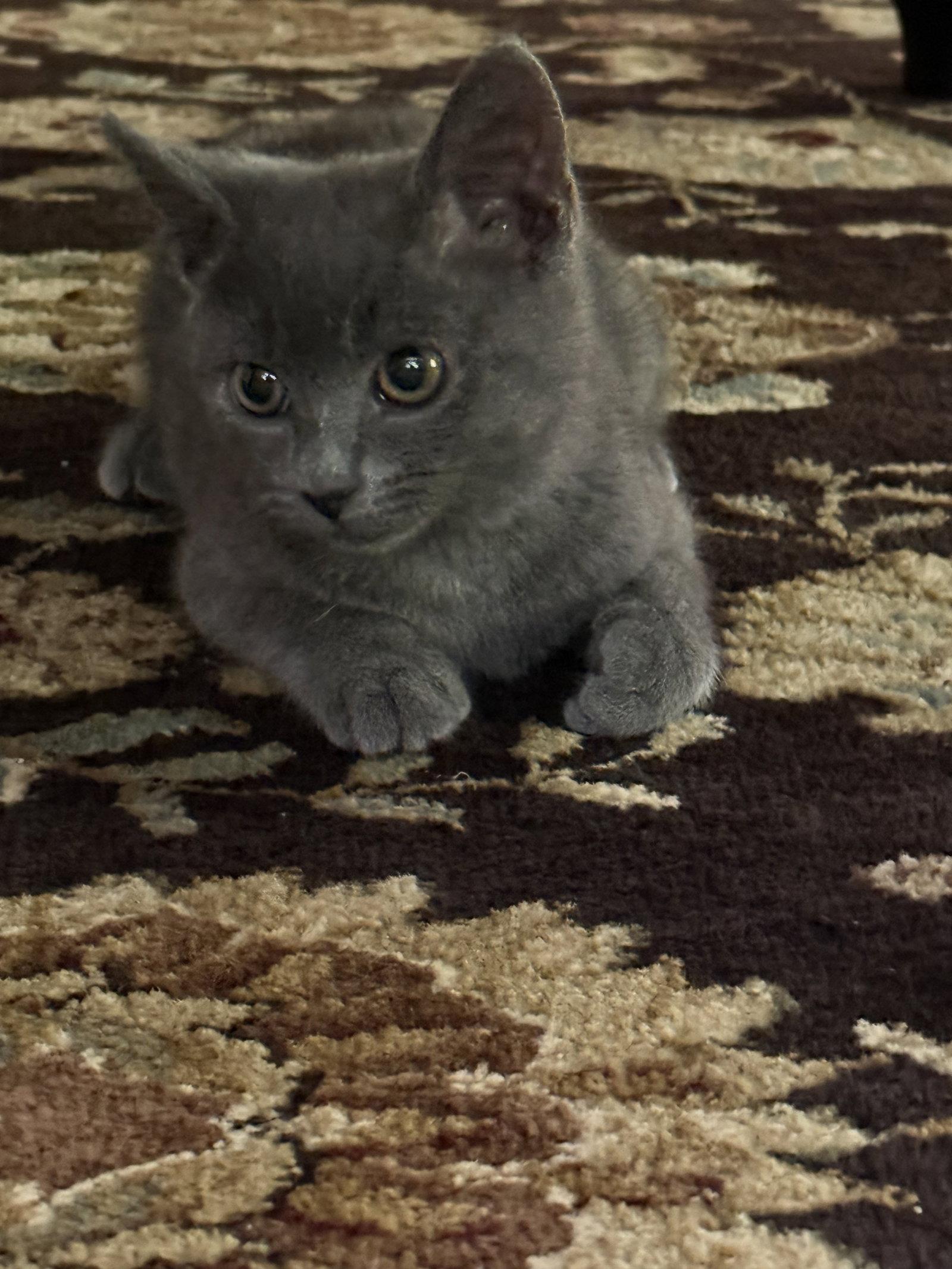 Stormie, Adopted, Young Female Russian Blue & Domestic Short Hair.