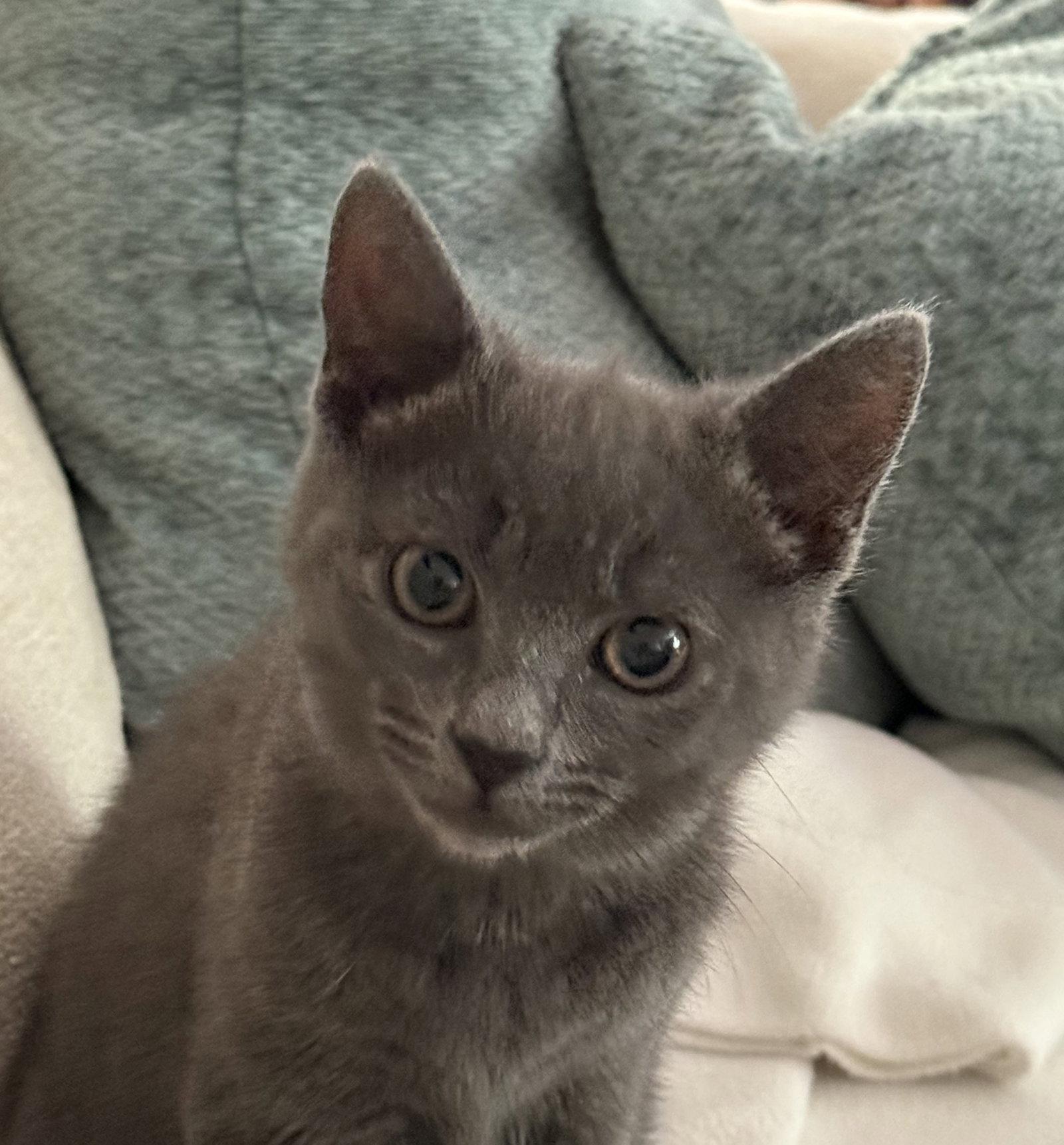 Stormie, a Adopted mixed breed in Lutherville, MD image 2/2