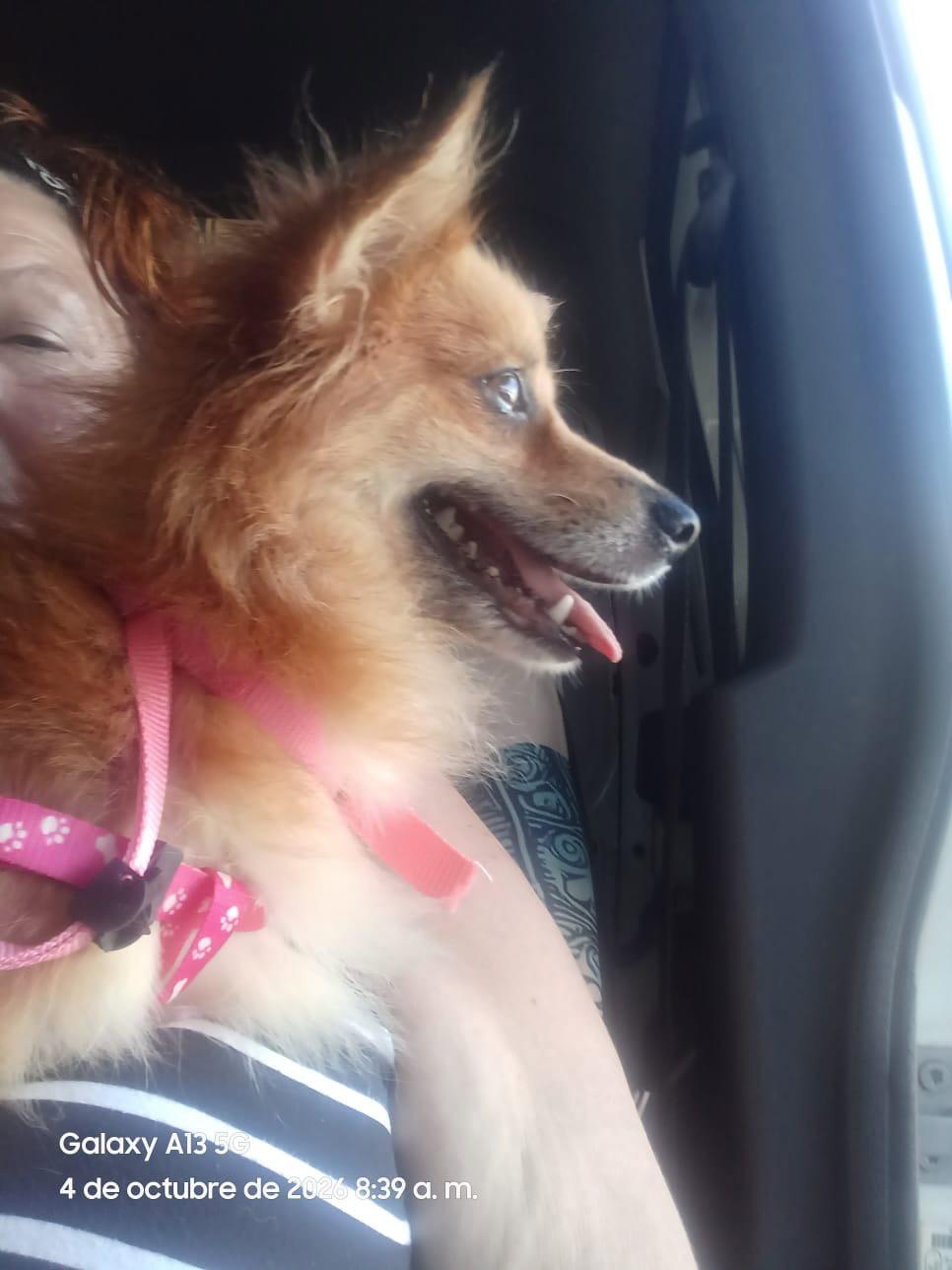 Enlarge Canela, a Adoptable Pomeranian in Jenkintown, PA image 1/3