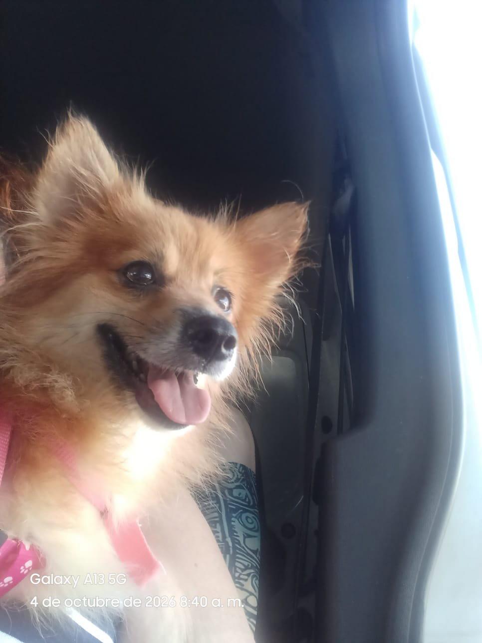 Enlarge Canela, a Adoptable Pomeranian in Jenkintown, PA image 2/3