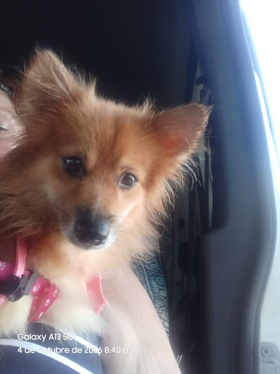 Enlarge Canela, a Adoptable Pomeranian in Jenkintown, PA image 3/3