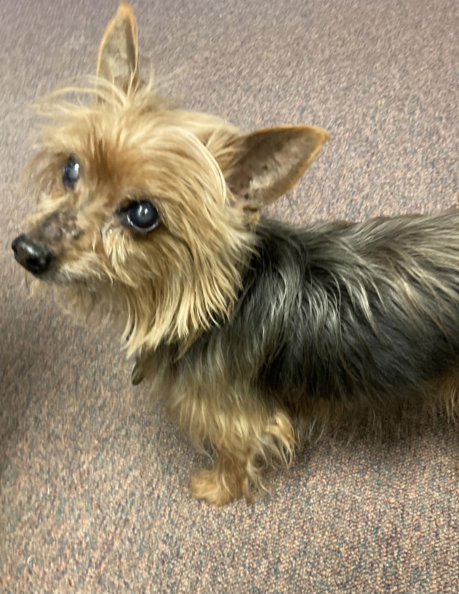 Enlarge Simon - sweet old man, a Adoptable Yorkshire Terrier in Rootstown, OH image 1/3