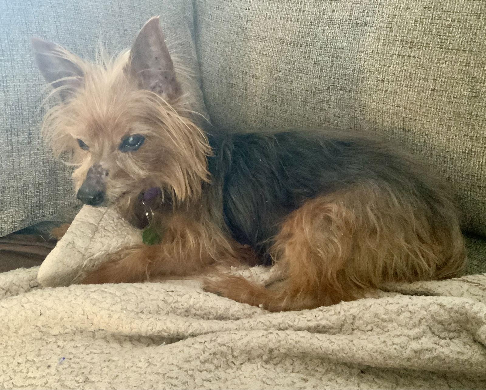 Simon - sweet old man, Adoptable, Senior Male Yorkshire Terrier.