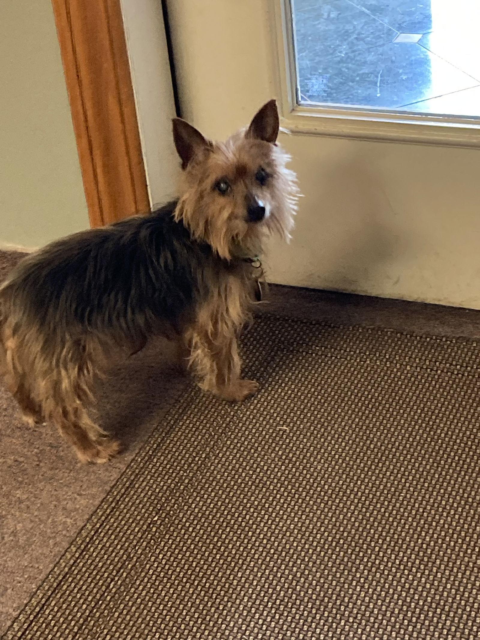 Enlarge Simon - sweet old man, a Adoptable Yorkshire Terrier in Rootstown, OH image 2/3