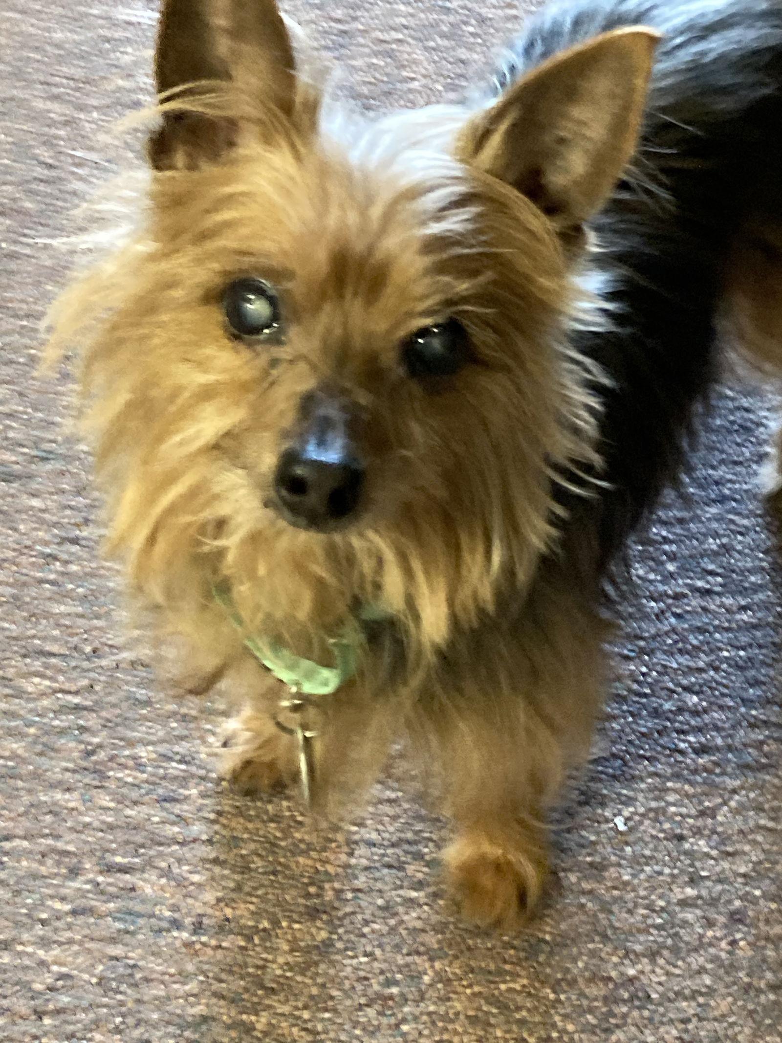 Enlarge Simon - sweet old man, a Adoptable Yorkshire Terrier in Rootstown, OH image 3/3