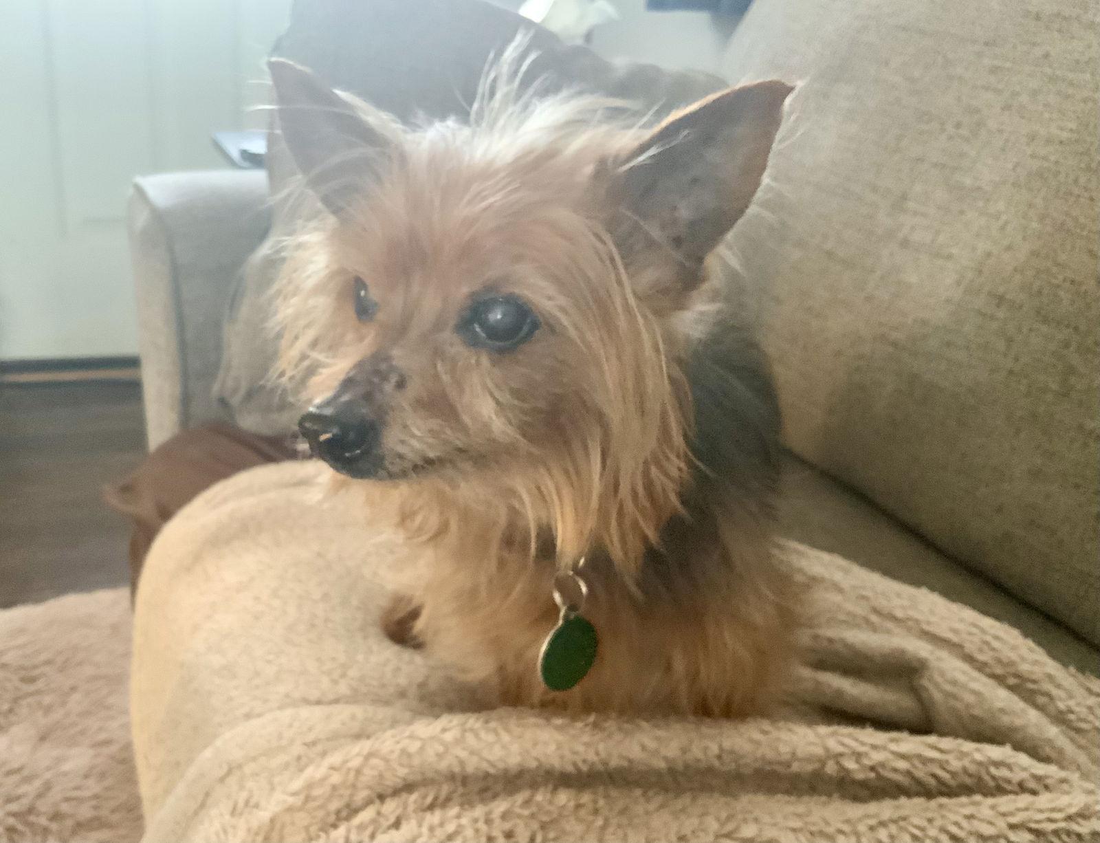Enlarge Simon - sweet old man, a Adoptable Yorkshire Terrier in Rootstown, OH image 3/3