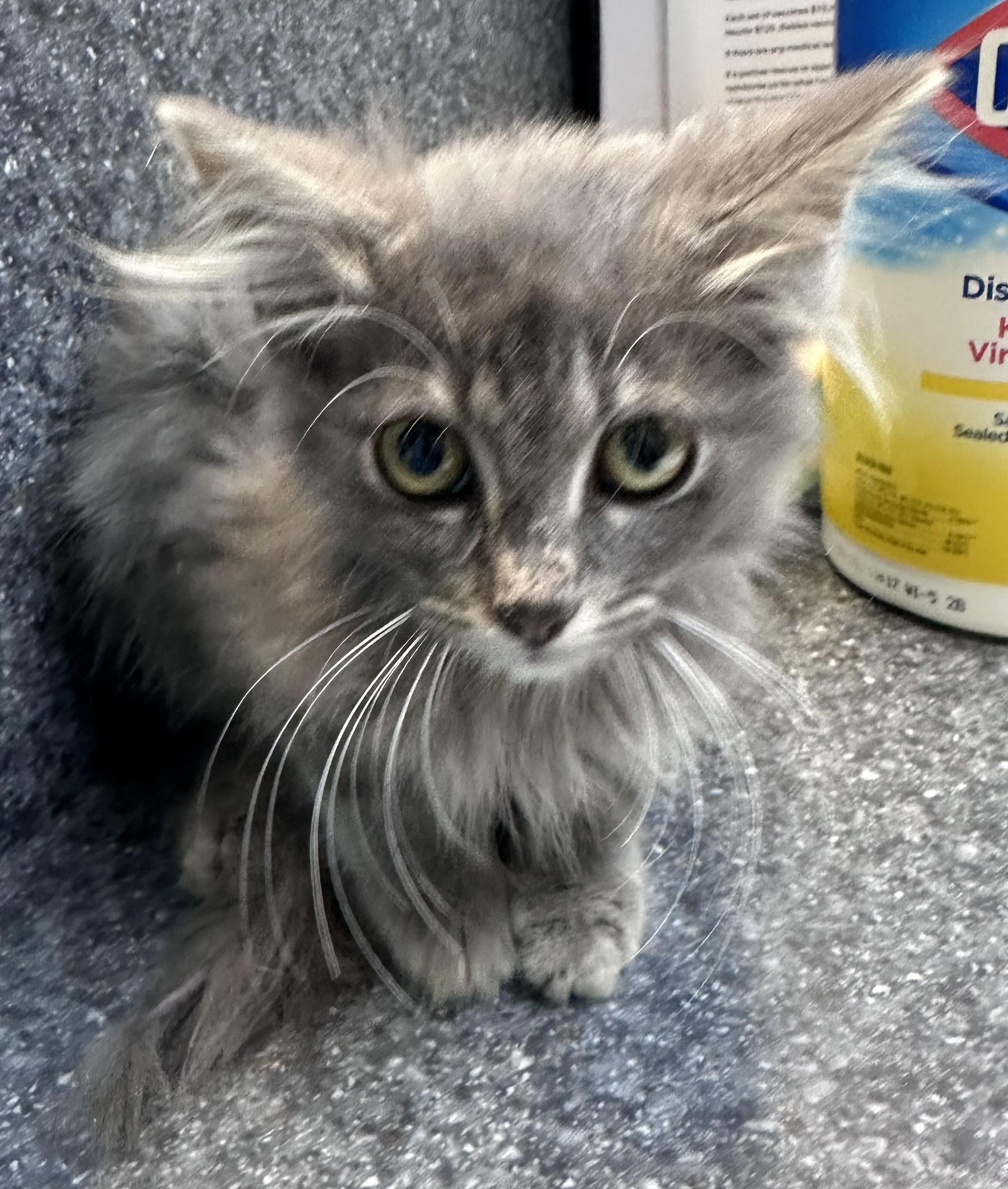Enlarge Skylar, a Adoptable Domestic Medium Hair in Dyersburg, TN image 2/4