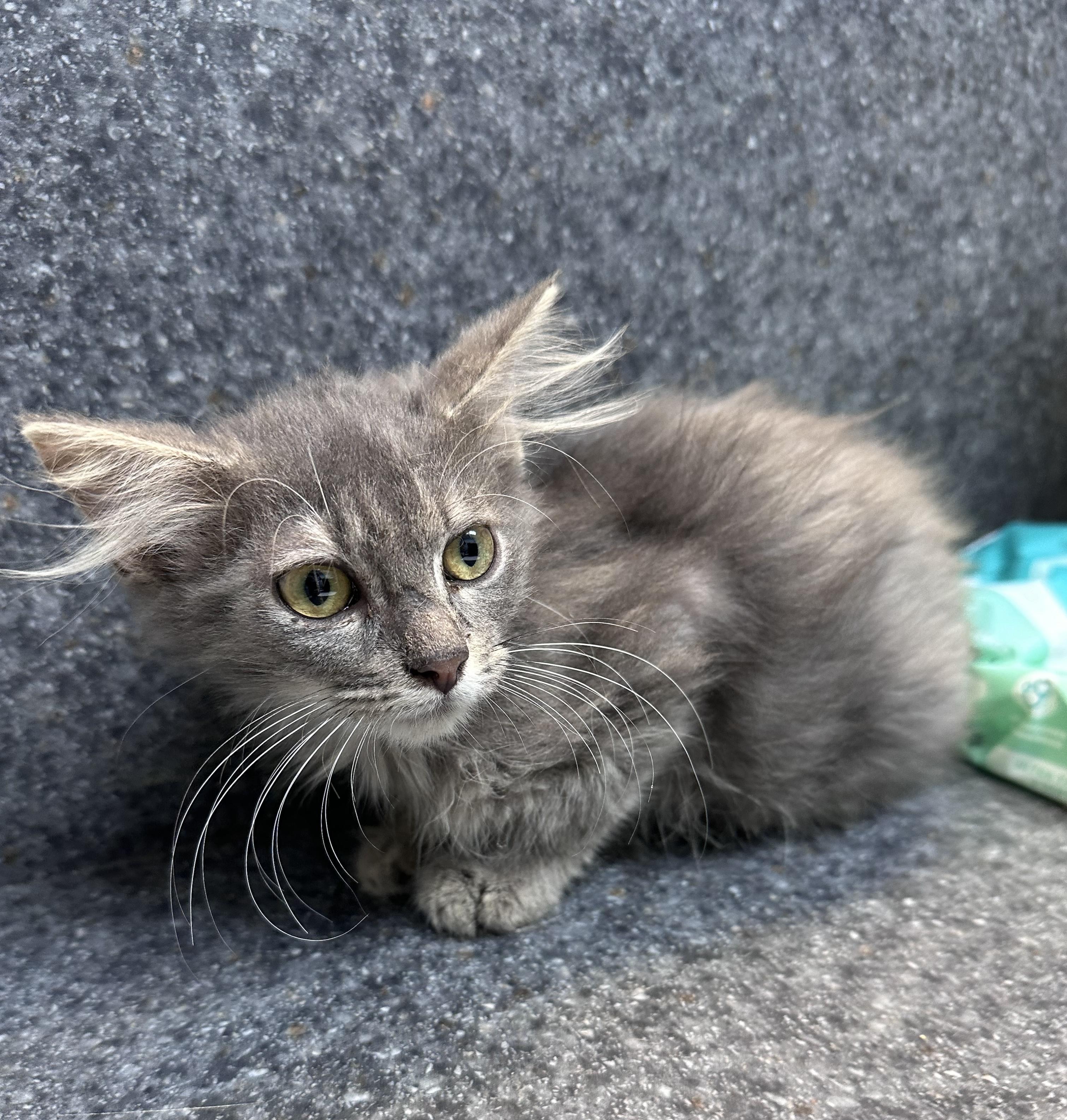 Skylar, Adoptable, Young Female Domestic Medium Hair.