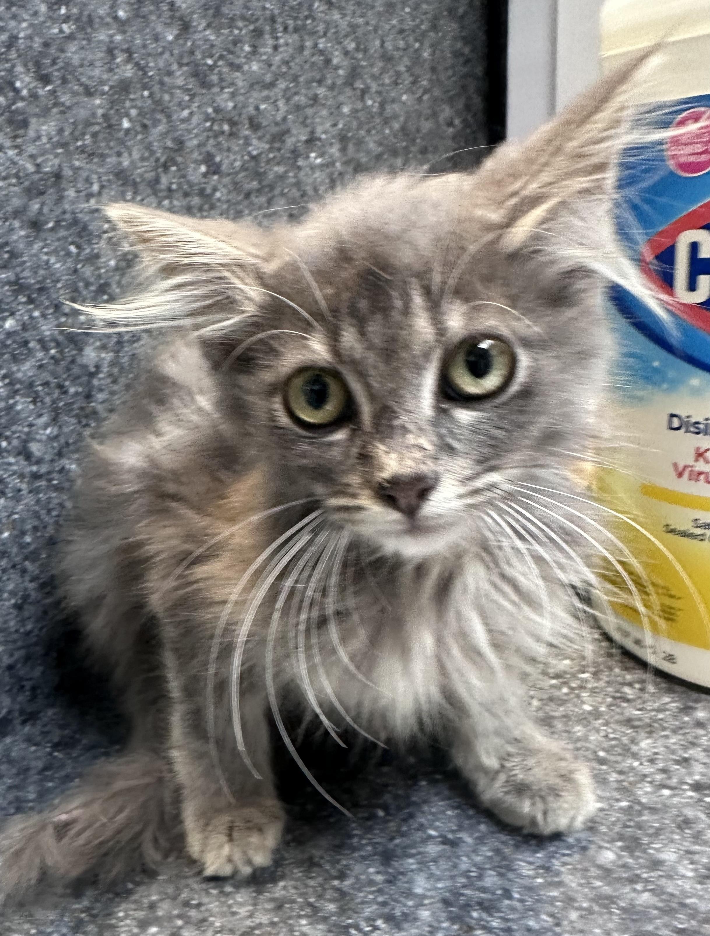 Enlarge Skylar, a Adoptable Domestic Medium Hair in Dyersburg, TN image 3/4