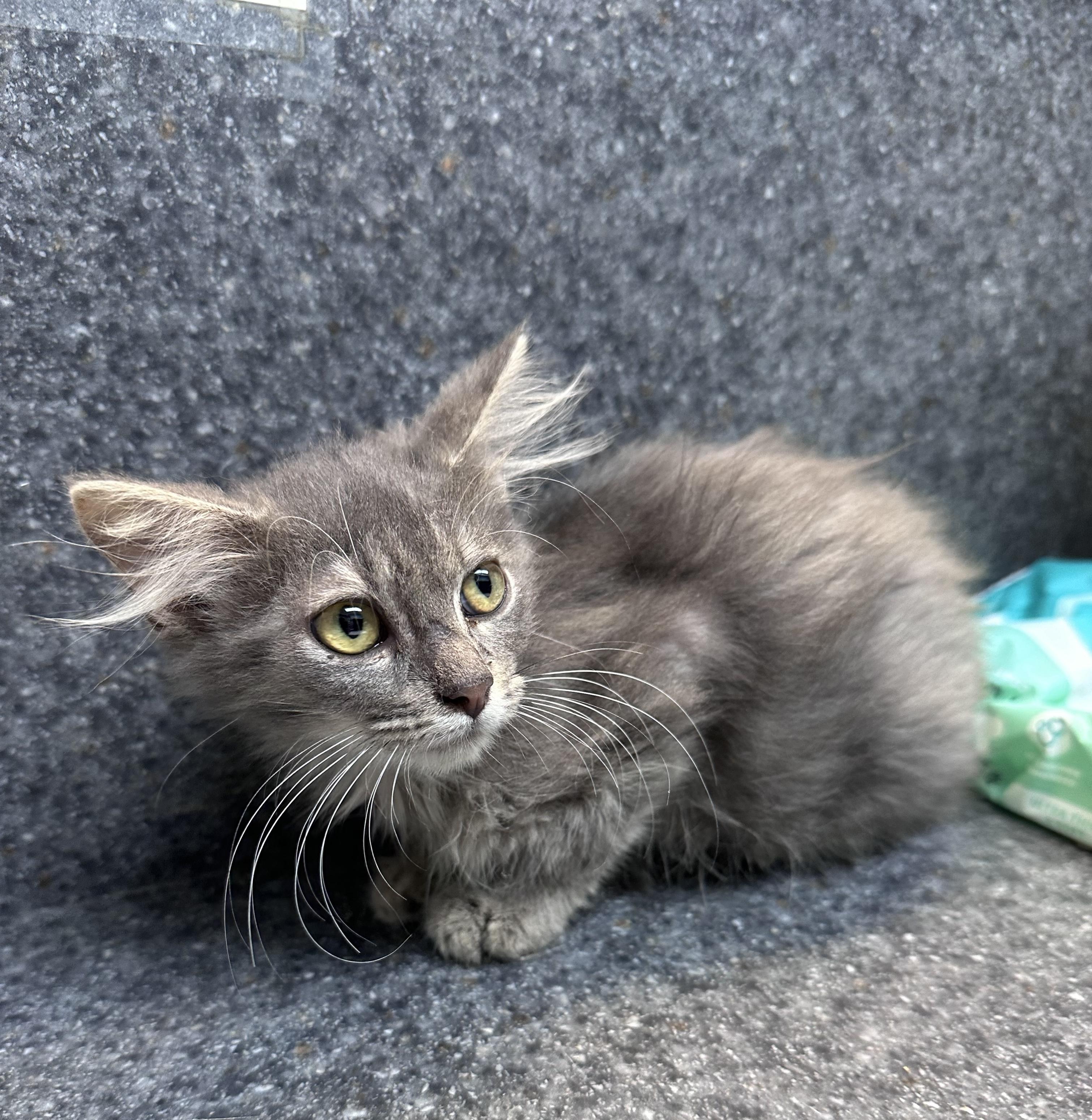 Enlarge Skylar, a Adoptable Domestic Medium Hair in Dyersburg, TN image 4/4