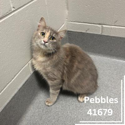 Pebbles & kits, Adult Female Dilute Calico