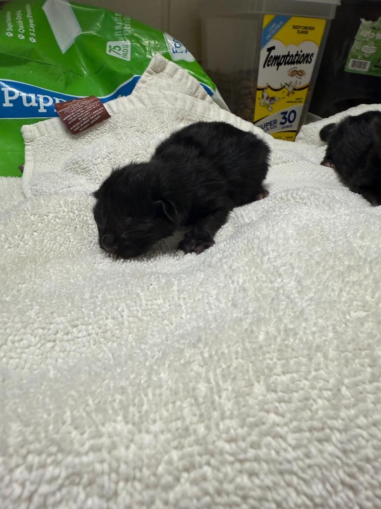 Pebbles & kits photo 2
