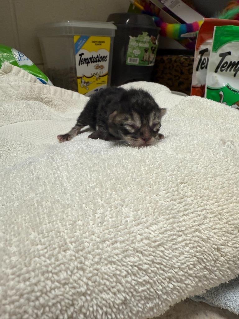 Pebbles & kits photo 3