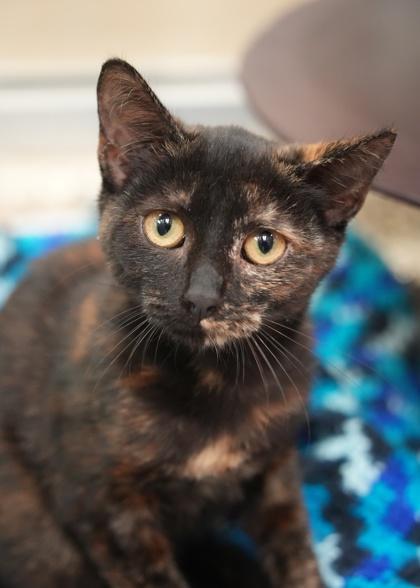 Enlarge Elizabee 65084, a Adoptable mixed breed in Aiken, SC image 1/2