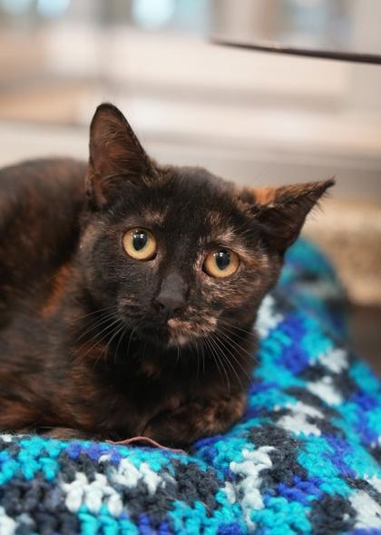 Enlarge Elizabee 65084, a Adoptable mixed breed in Aiken, SC image 2/2