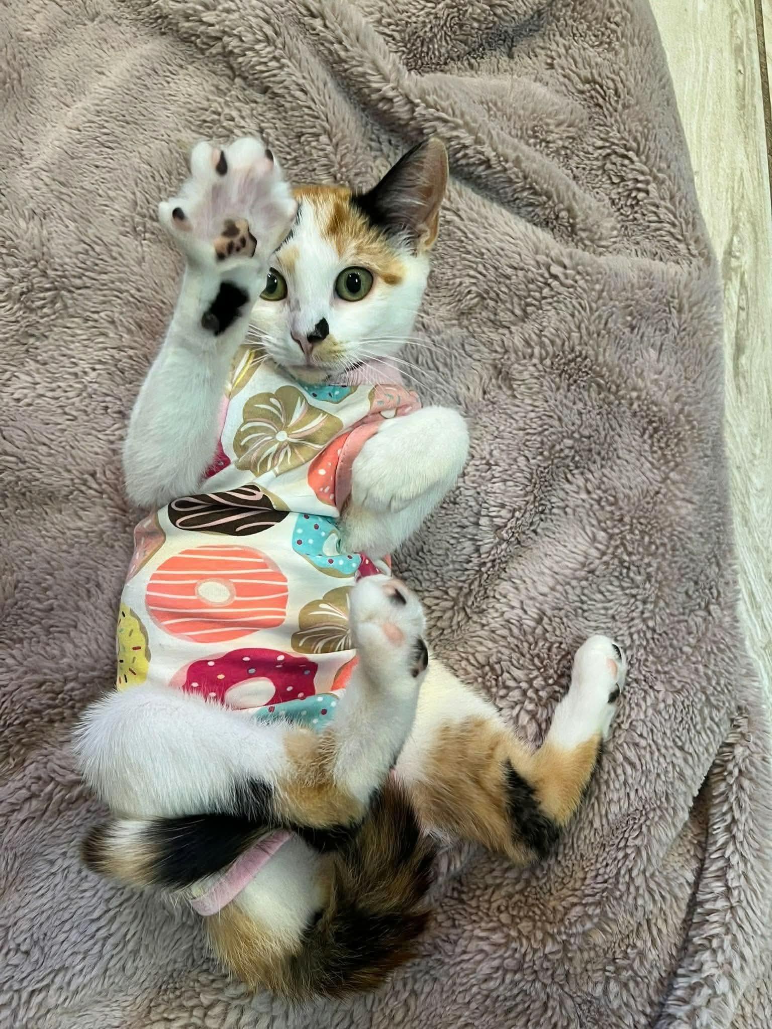 Enlarge Little Cloud (Bonded to Bob Ross), a Adopted Calico in Rochester , NY image 4/6