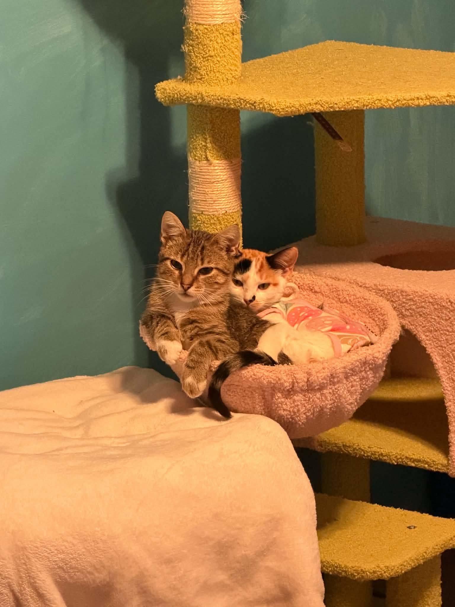 Enlarge Little Cloud (Bonded to Bob Ross), a Adopted Calico in Rochester , NY image 3/6