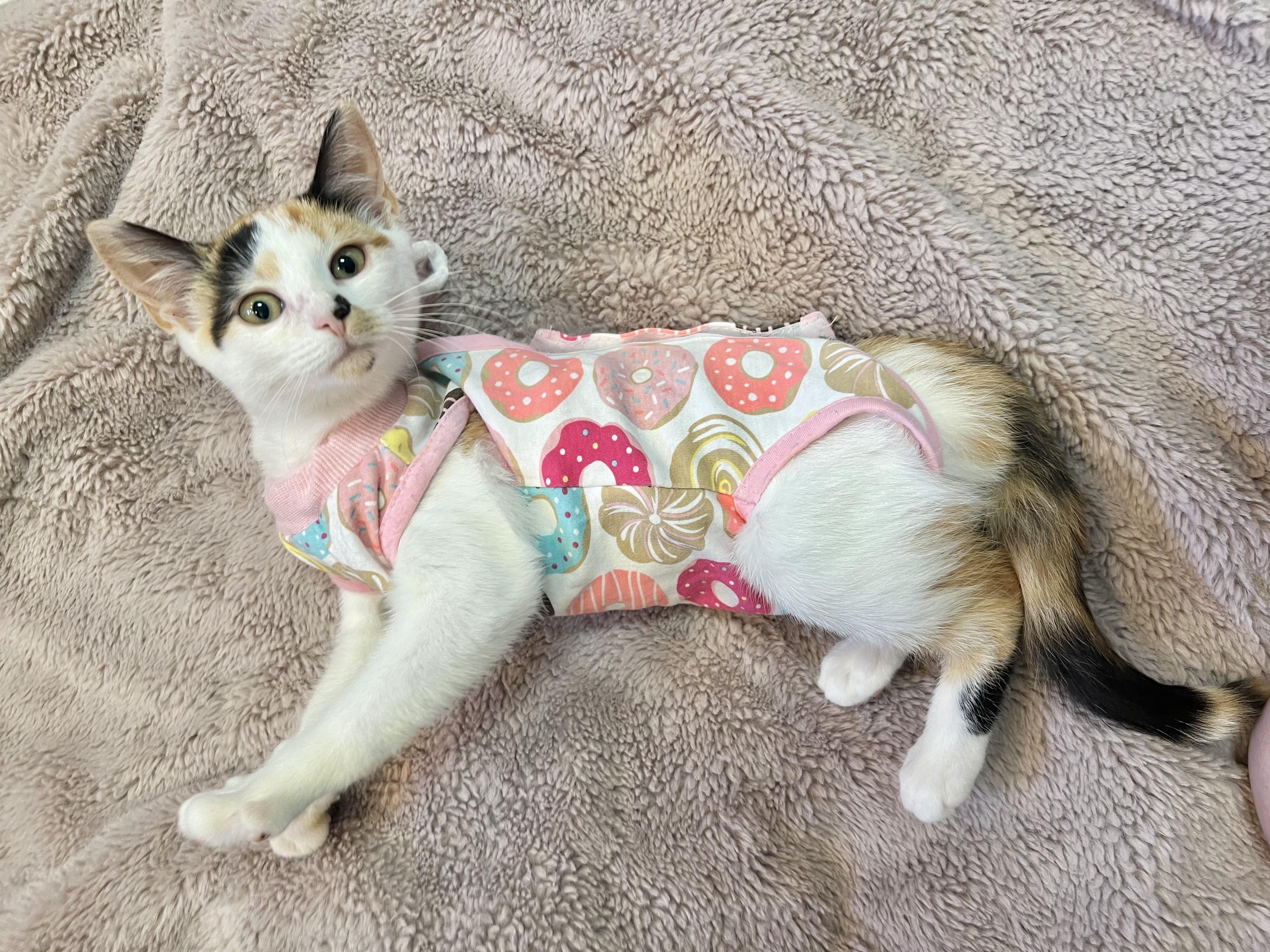 Enlarge Little Cloud (Bonded to Bob Ross), a Adopted Calico in Rochester , NY image 6/6