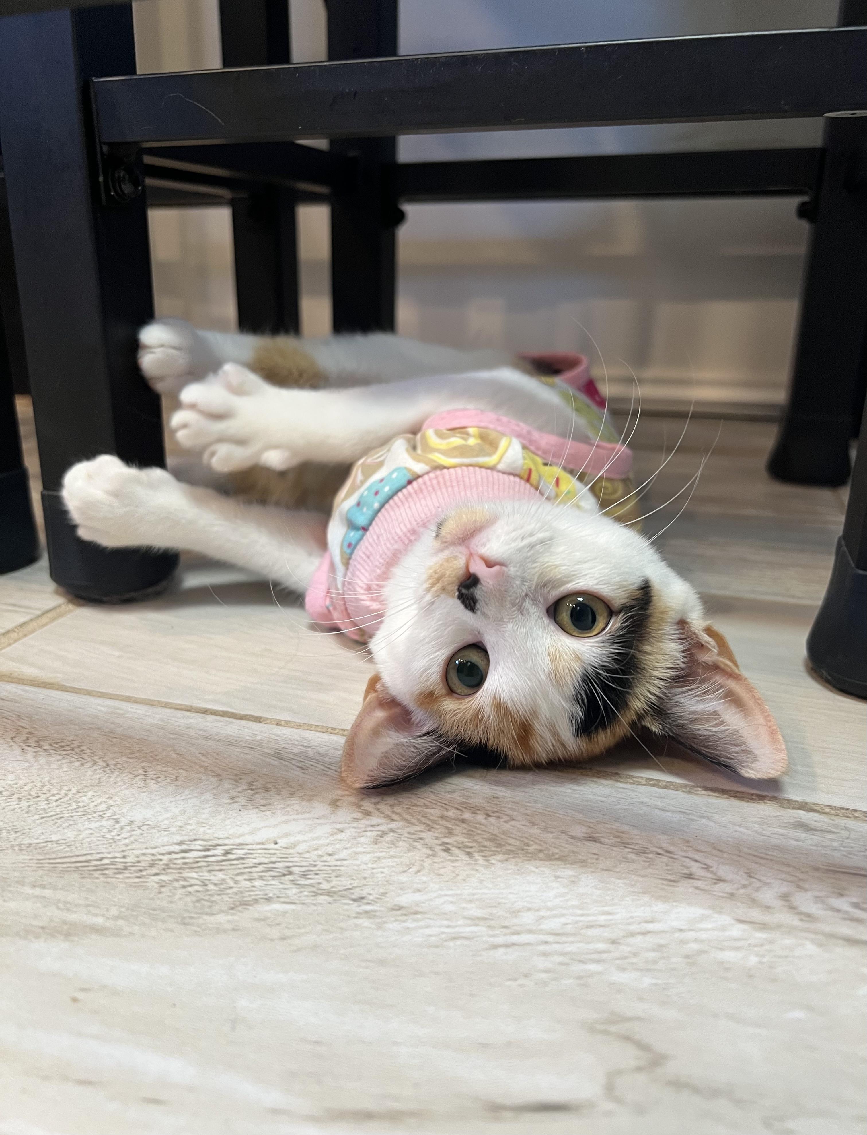 Enlarge Little Cloud (Bonded to Bob Ross), a Adopted Calico in Rochester , NY image 2/6