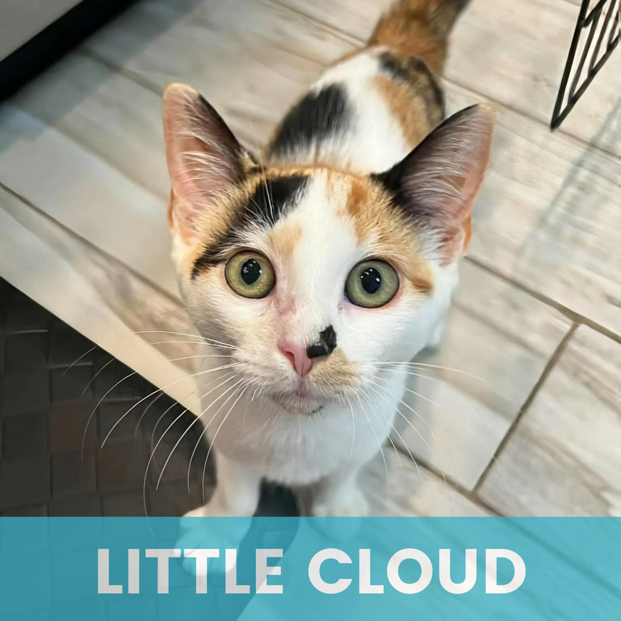 Enlarge Little Cloud (Bonded to Bob Ross), a Adopted Calico in Rochester , NY image 1/6