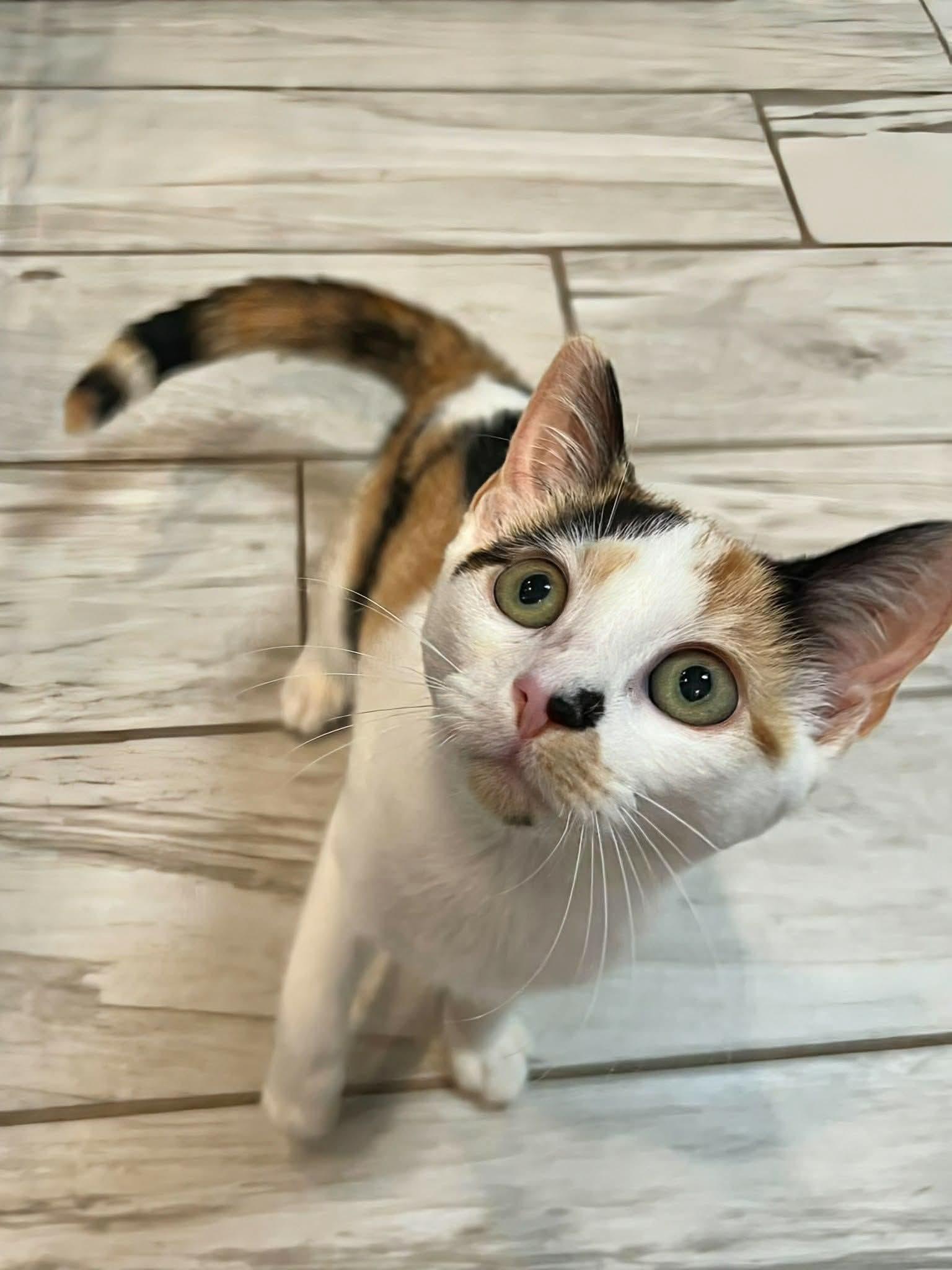 Enlarge Little Cloud (Bonded to Bob Ross), a Adopted Calico in Rochester , NY image 5/6