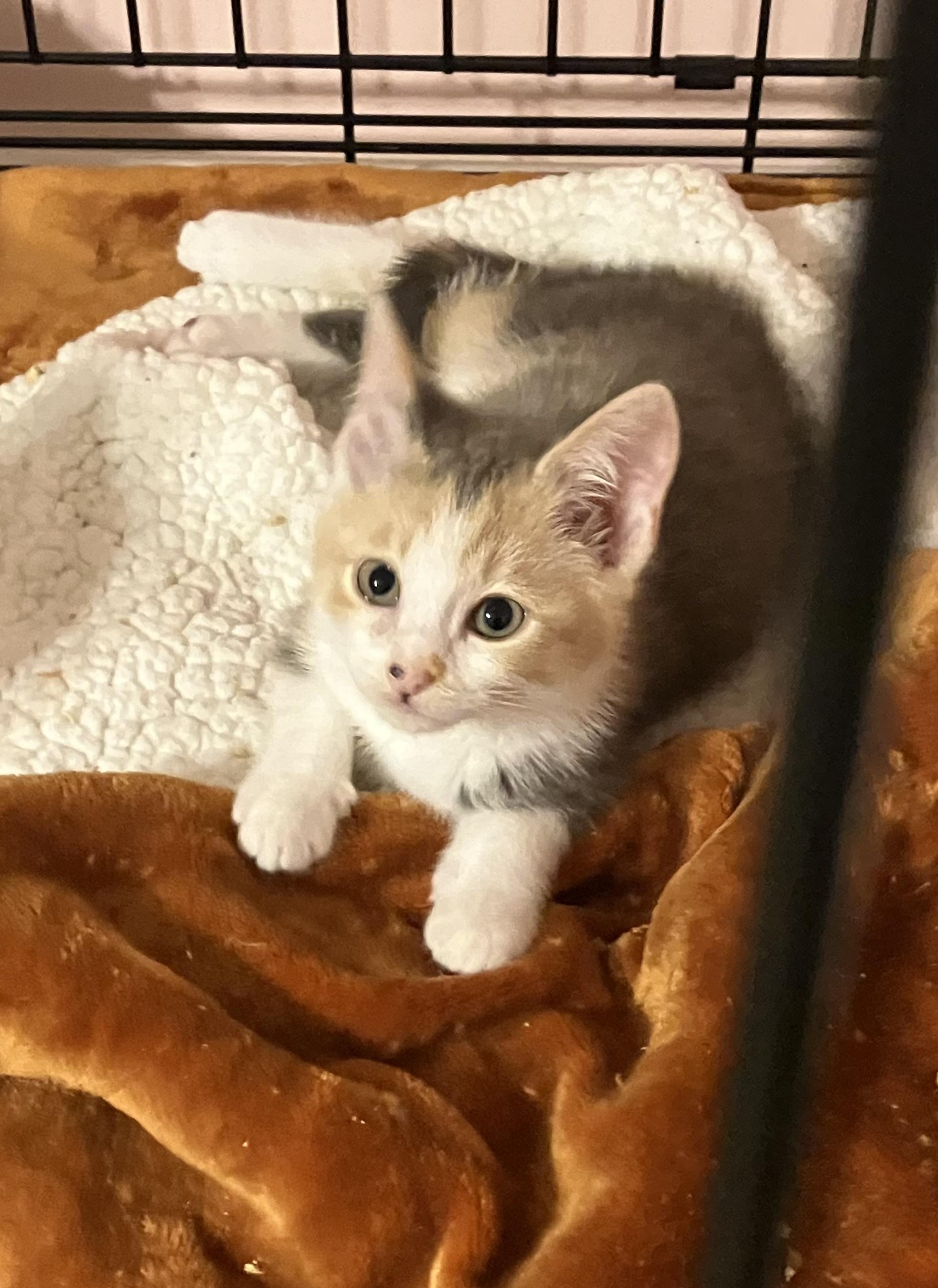 Enlarge Elizabeth Bennet, a Adopted mixed breed in Pinson, AL image 1/1