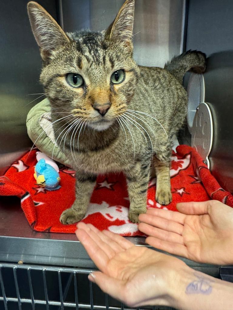 Brian, Adoptable, Adult Male Domestic Short Hair.