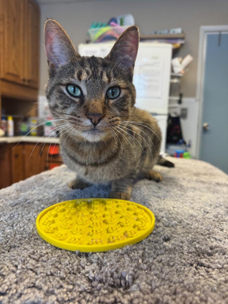 Enlarge Brian, a Adoptable mixed breed in Barron, WI image 3/3