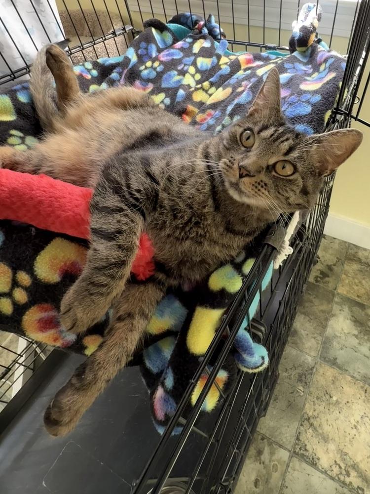 Elsie, Adoptable, Adult Female Domestic Short Hair.