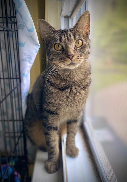 Enlarge Elsie, a Adoptable mixed breed in Duxbury, MA image 2/5