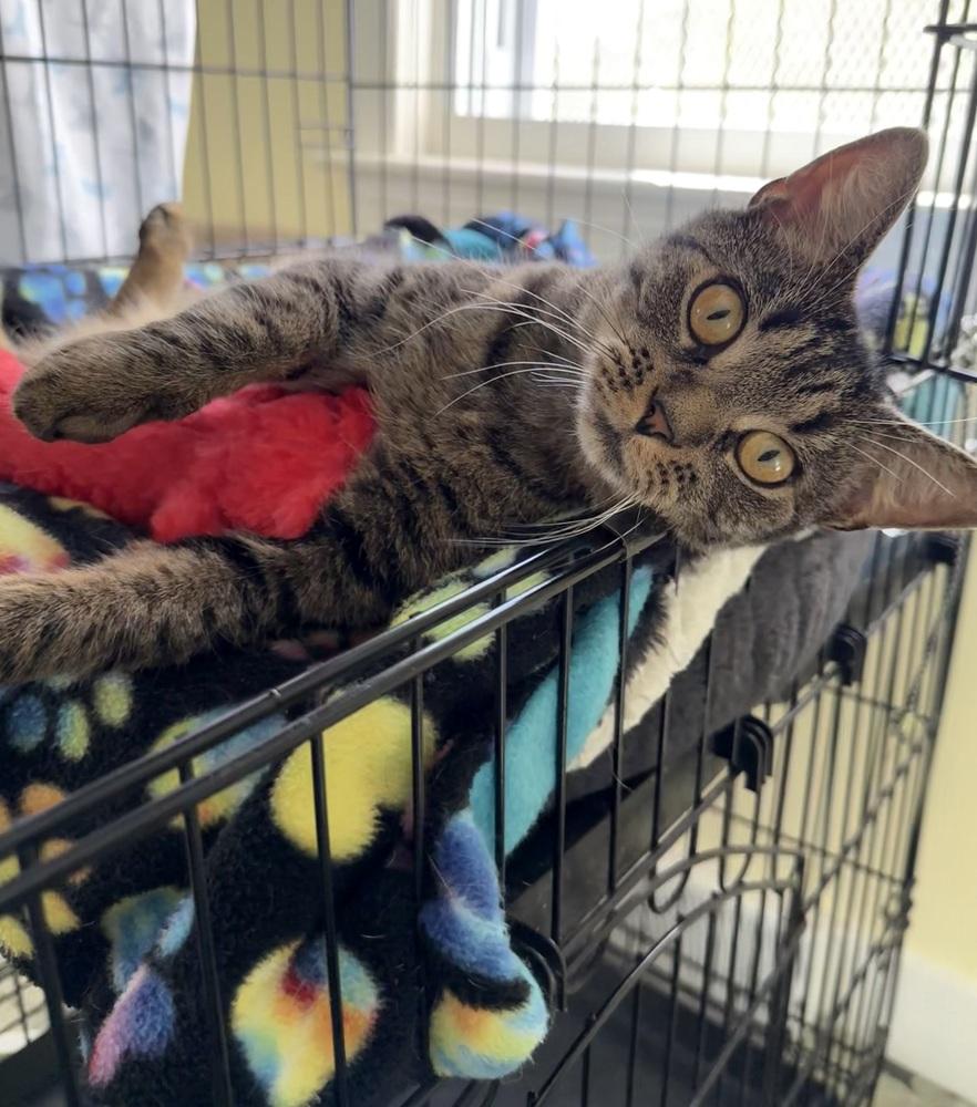 Enlarge Elsie, a Adoptable mixed breed in Duxbury, MA image 3/5