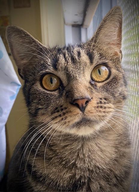 Enlarge Elsie, a Adoptable mixed breed in Duxbury, MA image 4/5