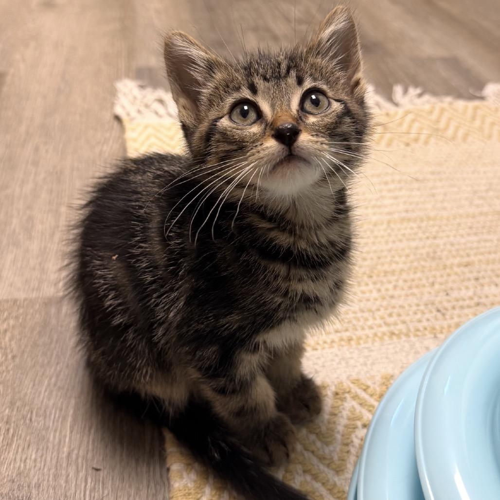 Enlarge MG Hamilton, a Adoptable Domestic Short Hair in Bismarck, ND image 1/4