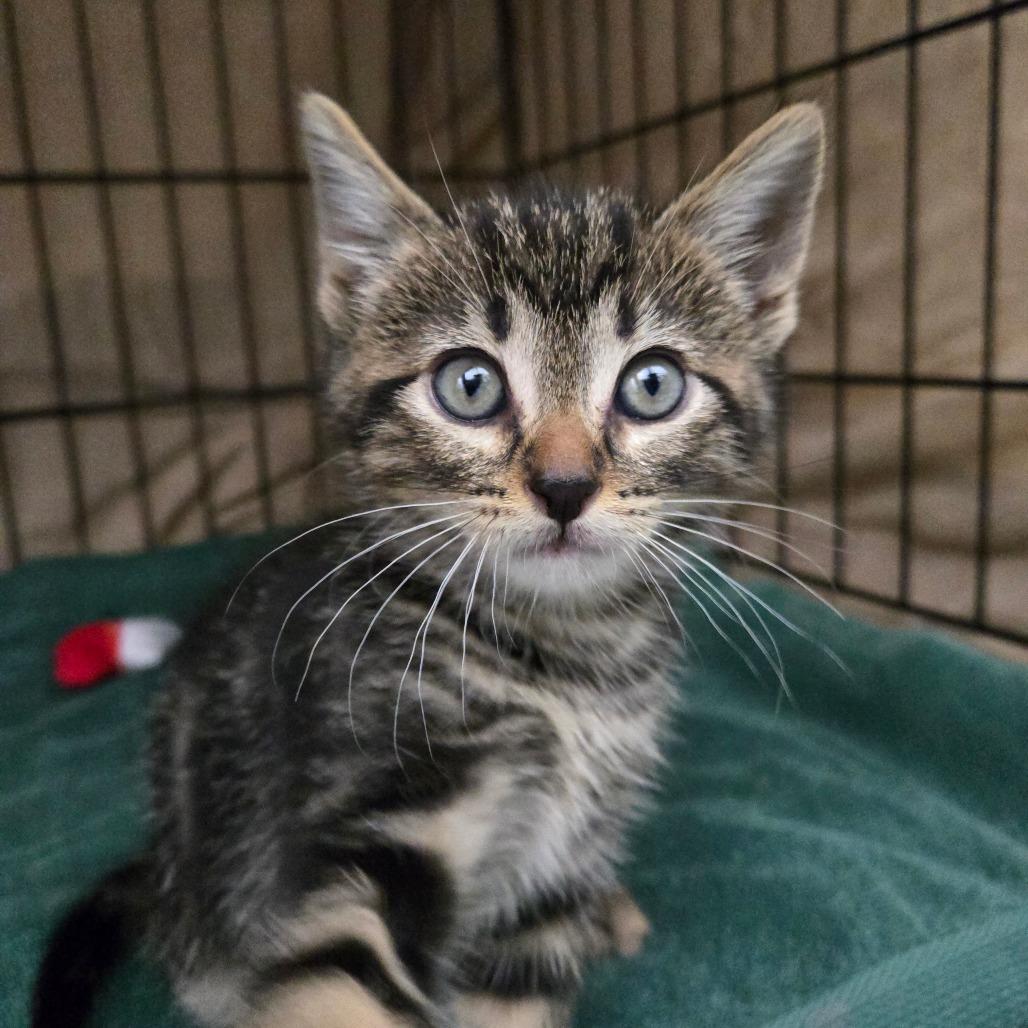 Enlarge MG Hamilton, a Adoptable Domestic Short Hair in Bismarck, ND image 4/4