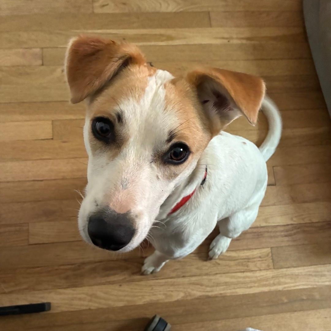 Enlarge Romina, a ADOPTABLE mixed breed in West Haven, CT image 3/5
