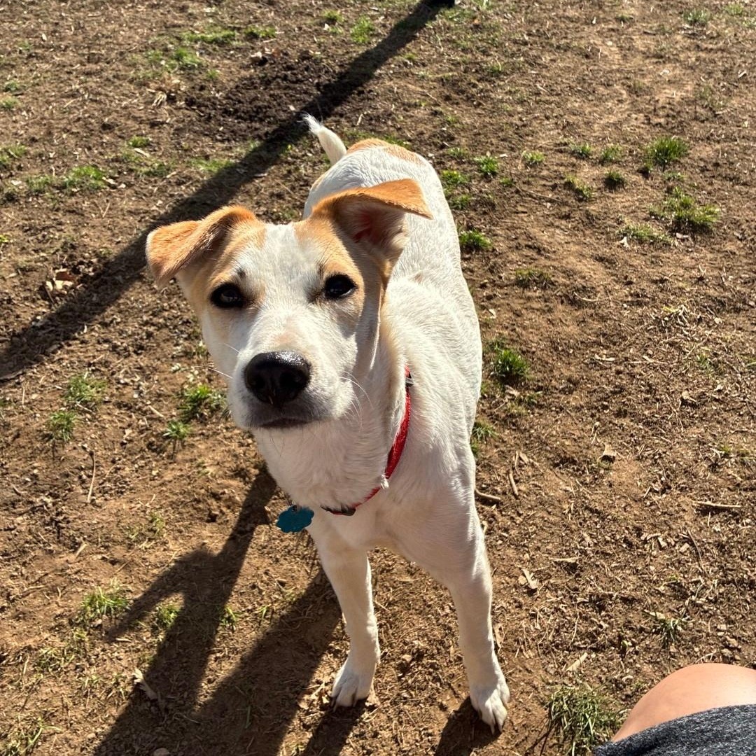 Enlarge Romina, a ADOPTABLE mixed breed in West Haven, CT image 5/5