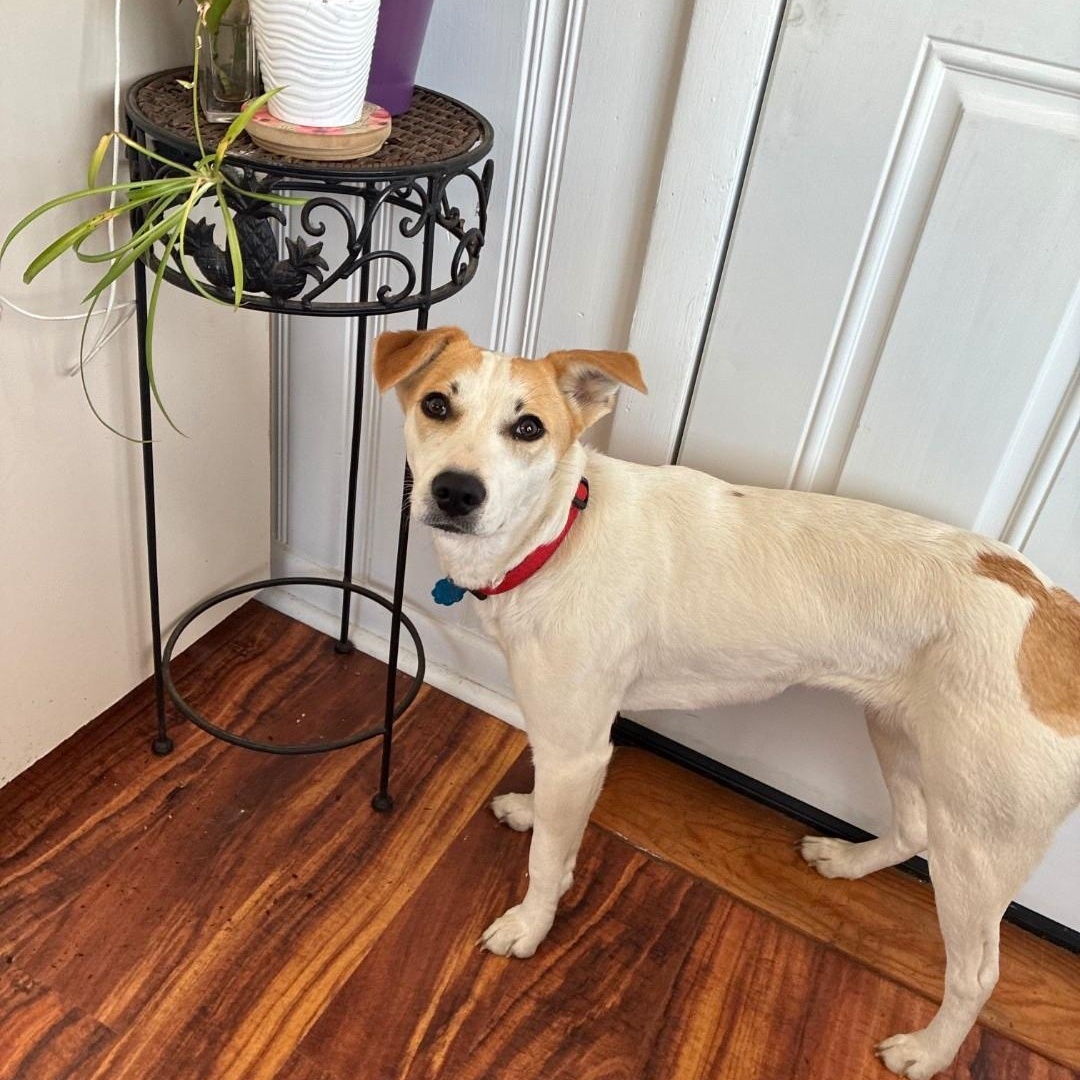 Enlarge Romina, a ADOPTABLE mixed breed in West Haven, CT image 4/5