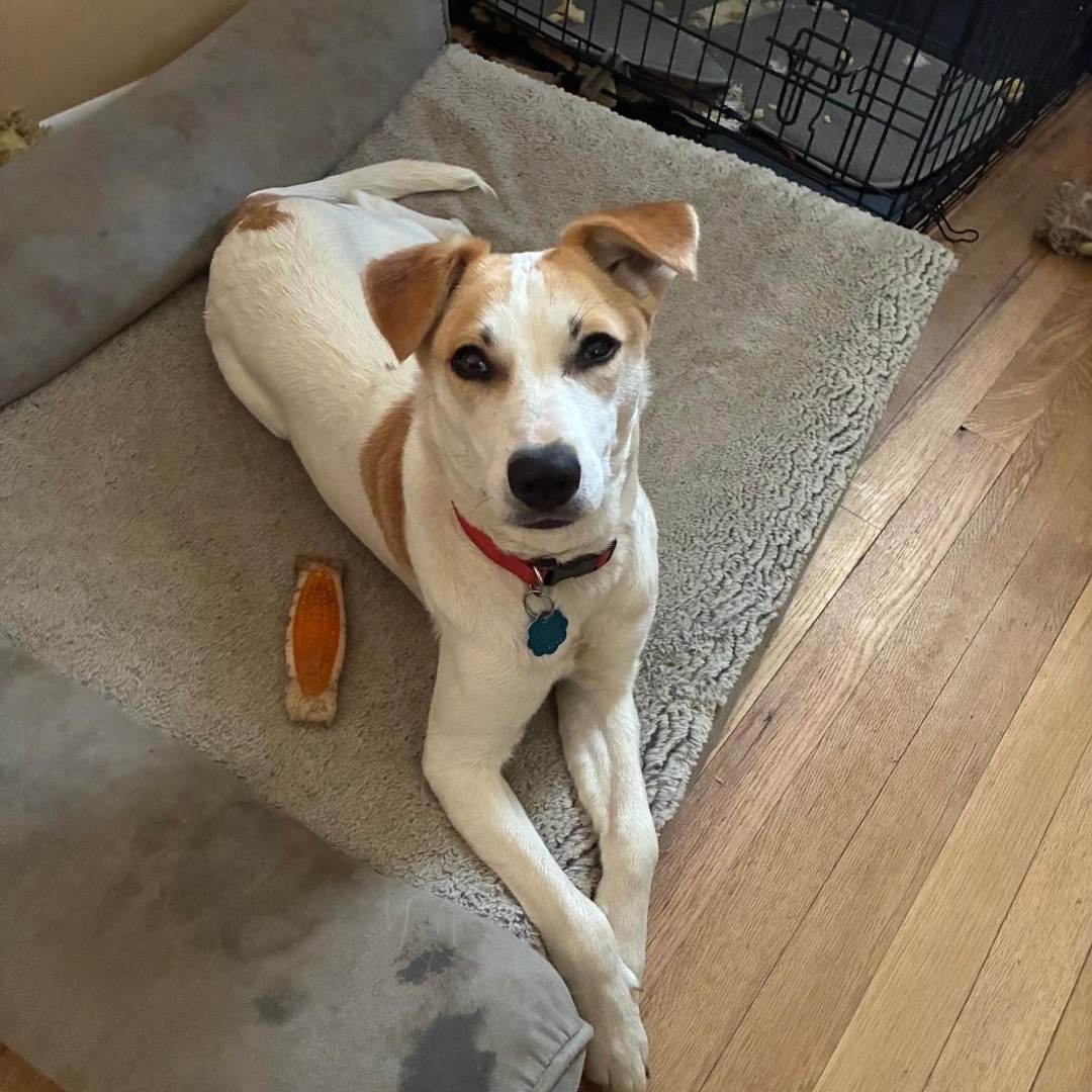 Romina, ADOPTABLE, Puppy Female Labrador Retriever.