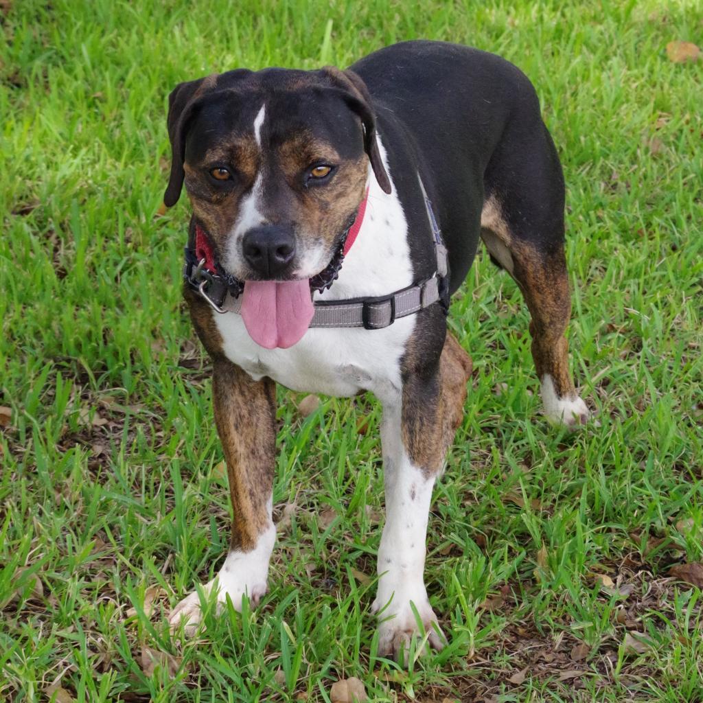 Knight, Adoptable, Senior Male Terrier.