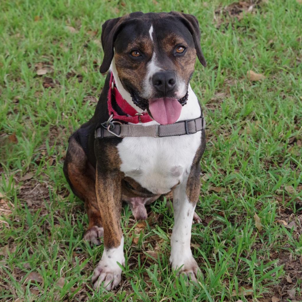 Enlarge Knight, a Adoptable mixed breed in Miami, FL image 2/6