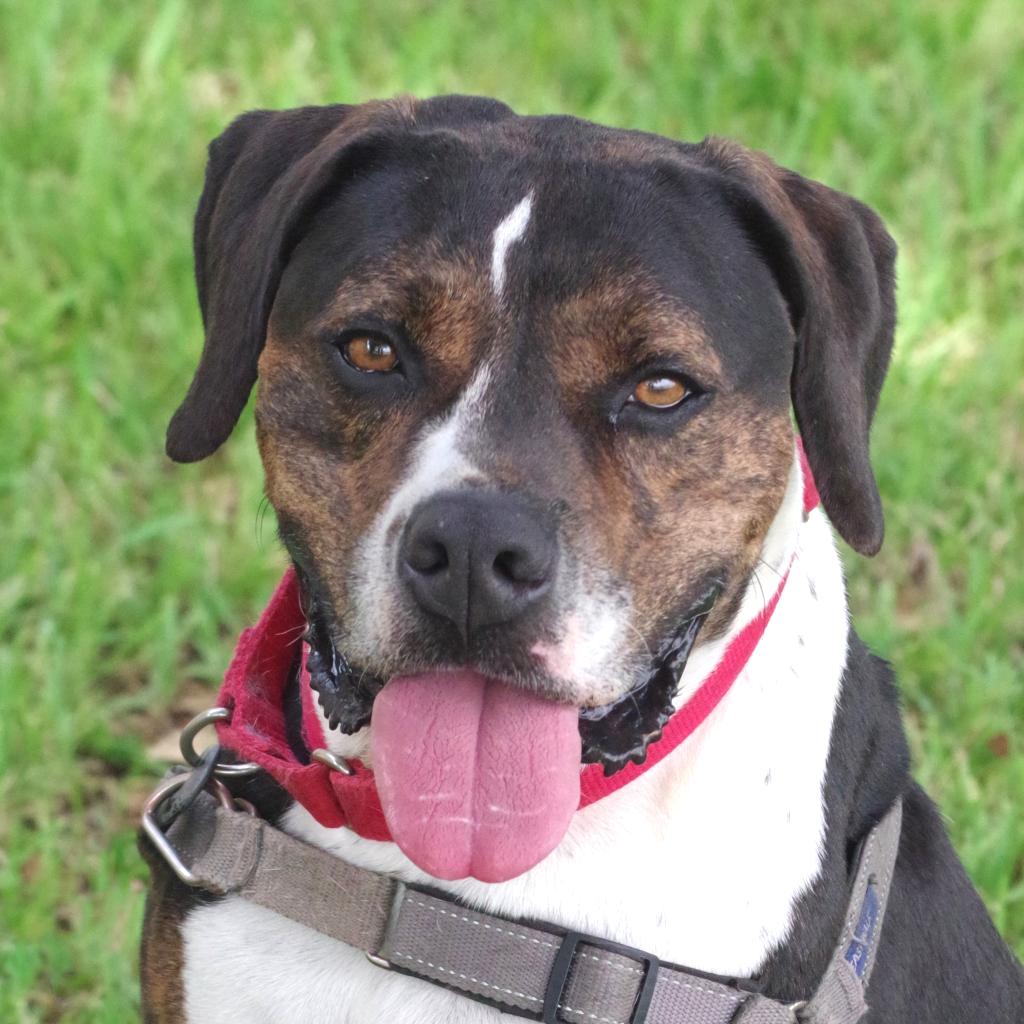 Enlarge Knight, a Adoptable mixed breed in Miami, FL image 3/6