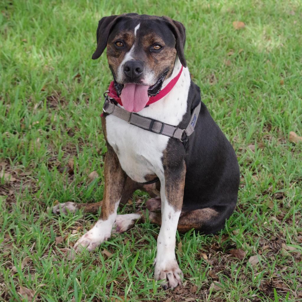 Enlarge Knight, a Adoptable mixed breed in Miami, FL image 3/6