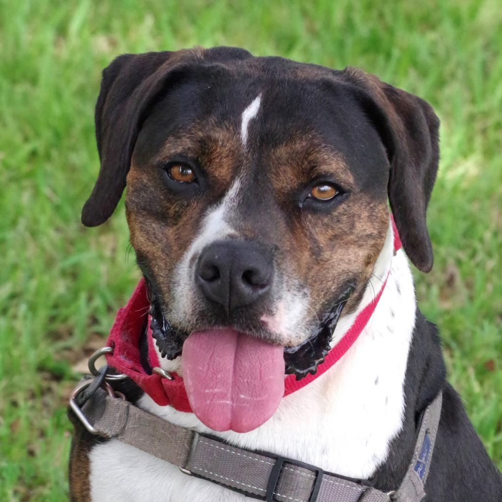 Enlarge Knight, a Adoptable mixed breed in Miami, FL image 4/6