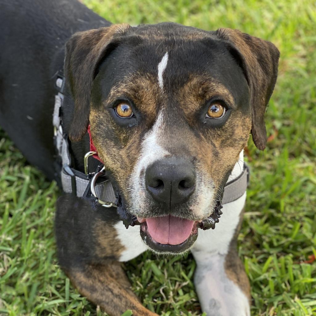 Enlarge Knight, a Adoptable mixed breed in Miami, FL image 5/6