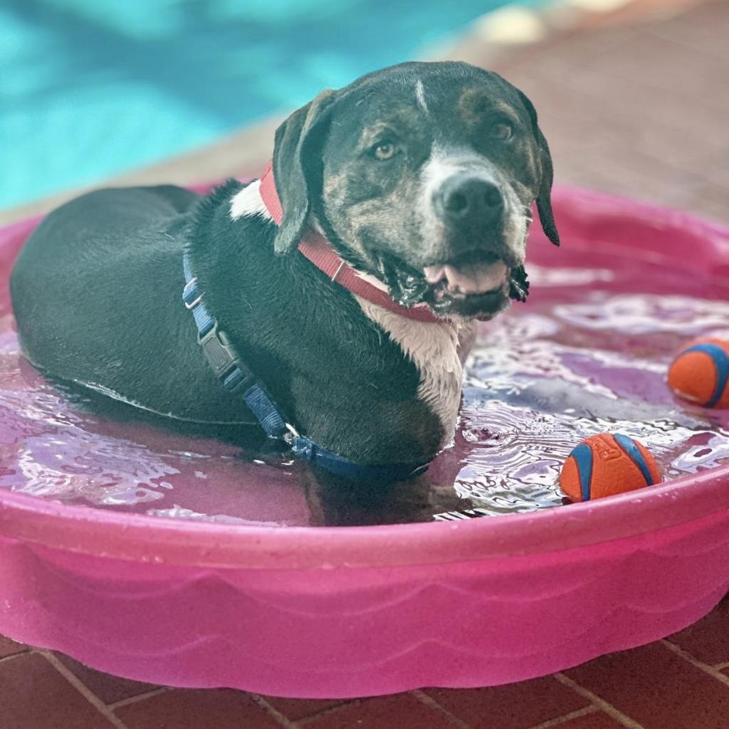 Enlarge Knight, a Adoptable mixed breed in Miami, FL image 6/6