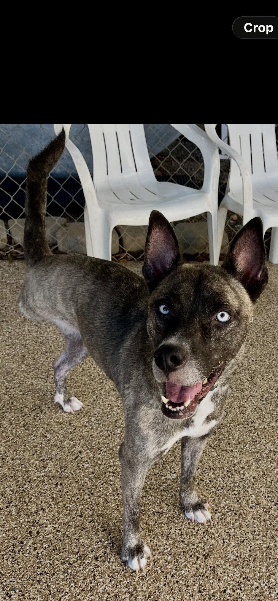 Enlarge Josie, a Adoptable mixed breed in Mooresville, NC image 1/3
