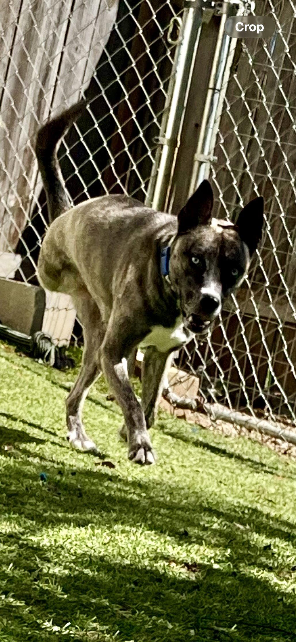 Enlarge Josie, a Adoptable mixed breed in Mooresville, NC image 2/3