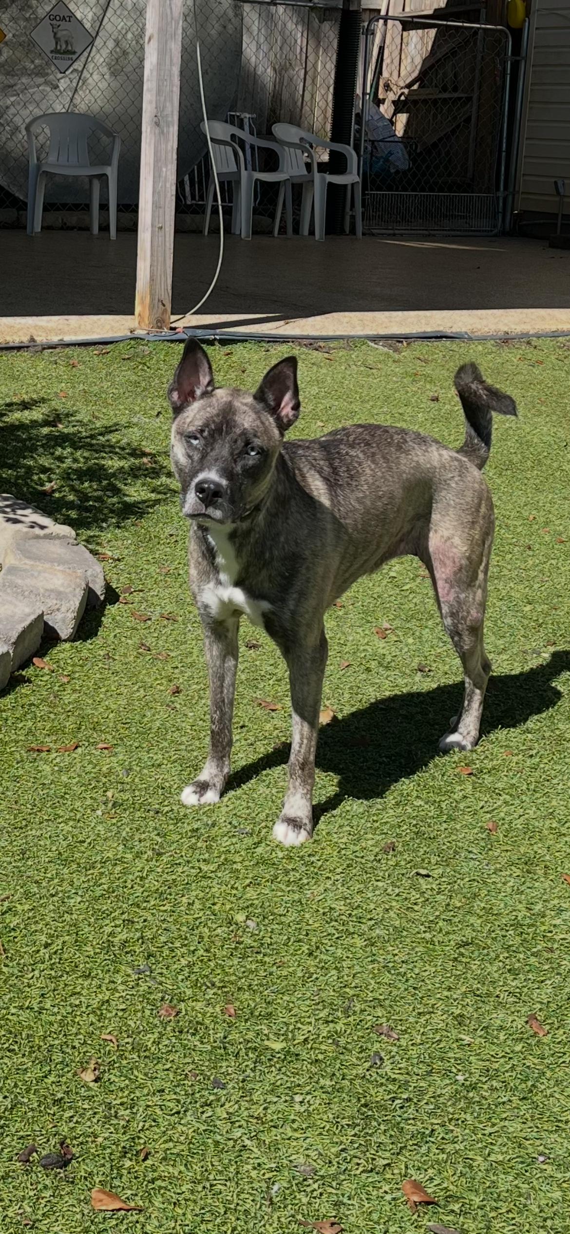 Enlarge Josie, a Adoptable mixed breed in Mooresville, NC image 3/3