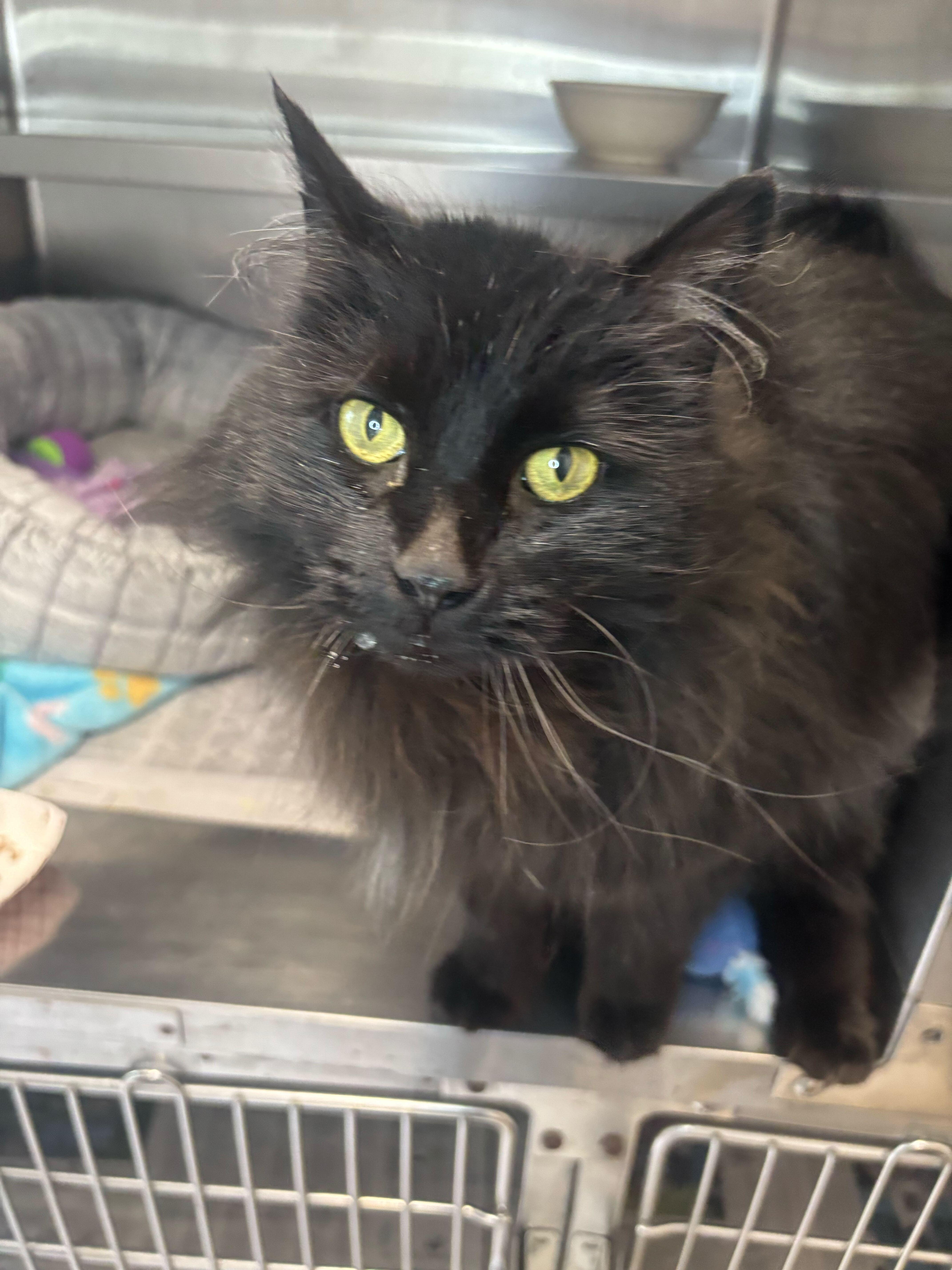 Enlarge Footsie- looking for foster or adopter!, a ADOPTABLE Domestic Long Hair in Manchester, NH image 2/2