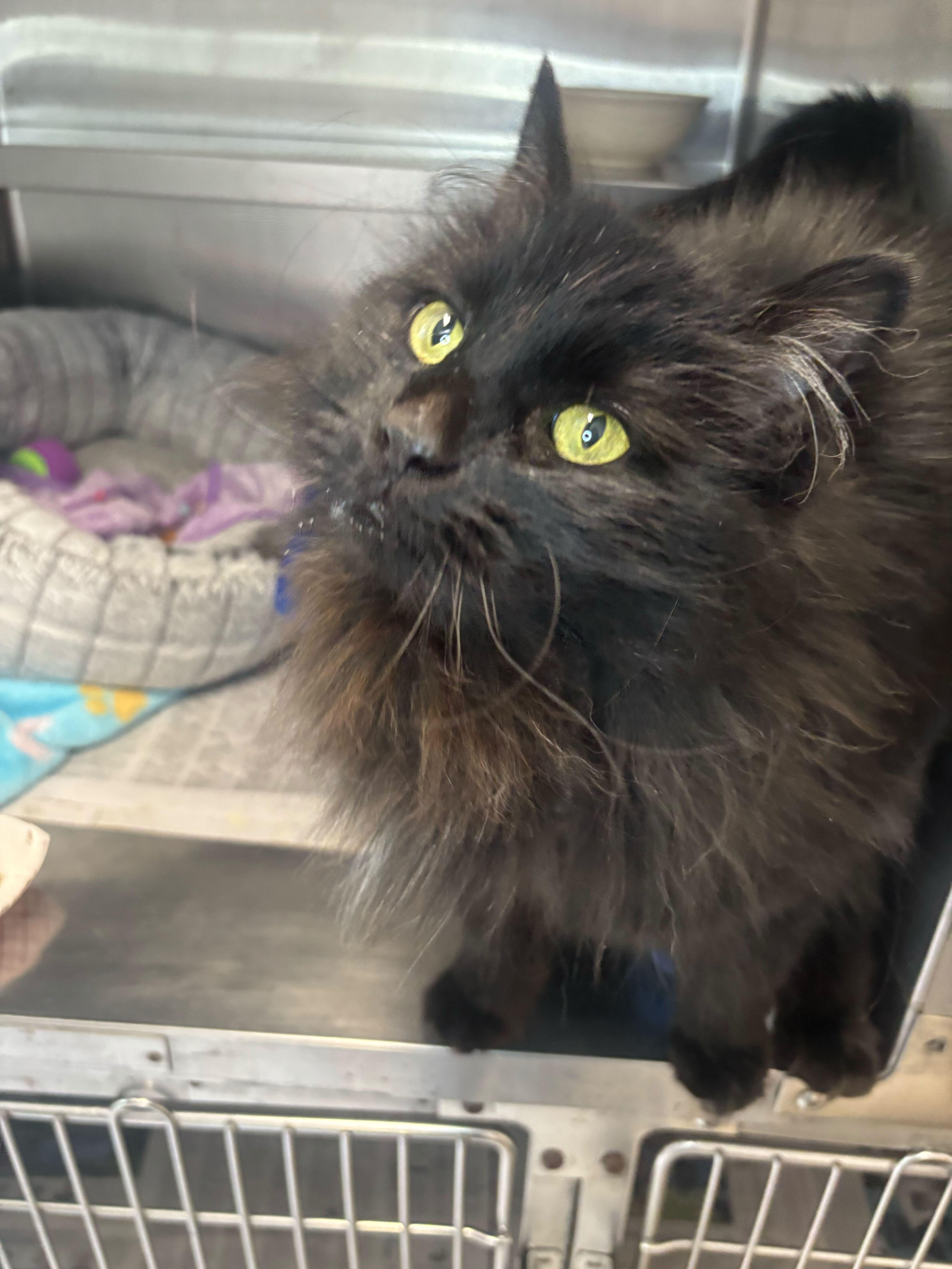 Footsie- looking for foster or adopter!, ADOPTABLE, Adult Male Domestic Long Hair.